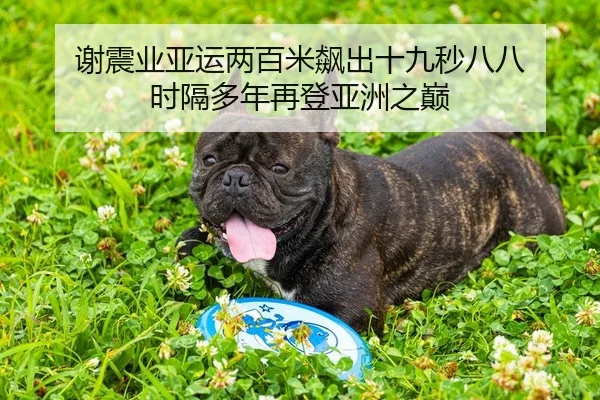 谢震业亚运两百米飙出十九秒八八 时隔多年再登亚洲之巅